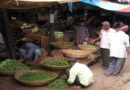 तिरुमाला 'नित्य अन्नदानम' के लिए किसानों से खरीदी जैविक सब्जियां