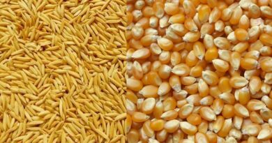इस वर्ष चावल उत्पादन में कमी की आशंका