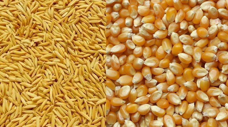 इस वर्ष चावल उत्पादन में कमी की आशंका