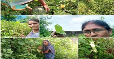 फलों, सब्जियों, जड़ी-बूटियों के लिए पूरे देश में पोषण वाटिकाओं की स्थापना