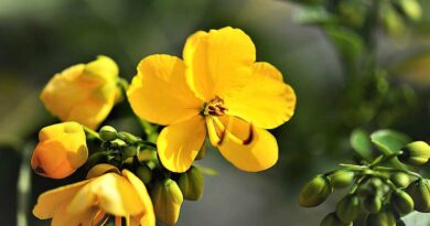 सनाय: एक बहुमुखी औषधीय पौधा  