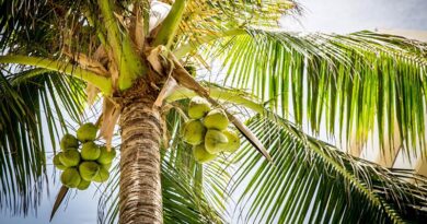 विश्व नारियल दिवस पर गुजरात में होगा नारियल विकास बोर्ड के केंद्र का लोकार्पण