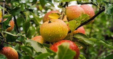 कश्मीरी किसानों की मांग –इरानी सेब के आयात पर प्रतिबंध हो