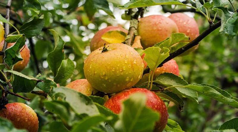 कश्मीरी किसानों की मांग –इरानी सेब के आयात पर प्रतिबंध हो