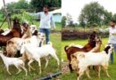बकरी पालन और जैविक खेती कर युवाओं के लिए बने प्रेरणा स्त्रोत - टीवी रिपोर्टर हिमांशु विश्वकर्मा