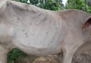 नागदा -खाचरौद क्षेत्र में लम्पी वायरस से दूध की किल्लत बढ़ी