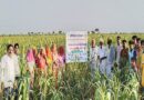 कृषि विज्ञान केन्द्र पोकरण के खेत दिवस पर बाजरे की फसल का अवलोकन
