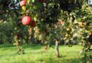 दक्षिण कश्मीर में सेब की फसल पर लीफ माइनर का भारी हमला