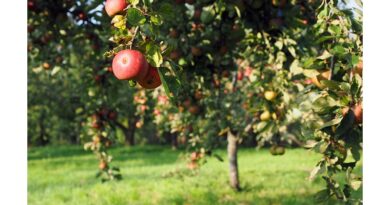 हिमाचल प्रदेश में सड़के बंद होने के कारण किसान सड़क पर सेब फेंकने के लिए मजबूर