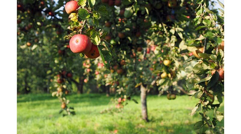 हिमाचल प्रदेश में सड़के बंद होने के कारण किसान सड़क पर सेब फेंकने के लिए मजबूर