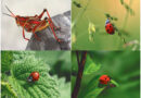 कीट को आकर्षित करने वाली प्रमुख फसलों को हानिकारक कीटों से बचायें