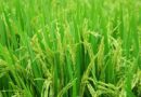 जलवायु परिवर्तन के लिए तैयार चावल की किस्में: खाद्य सुरक्षा और स्थिरता की दिशा में प्रमुख कदम