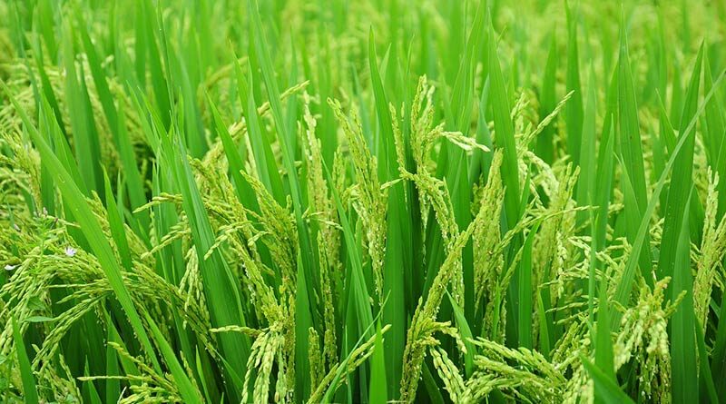 जलवायु परिवर्तन के लिए तैयार चावल की किस्में: खाद्य सुरक्षा और स्थिरता की दिशा में प्रमुख कदम