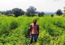 सूरजनाथ को दलहन एवं तिलहन की खेती से 1 वर्ष में 72 हजार रुपए की हुई आमदनी