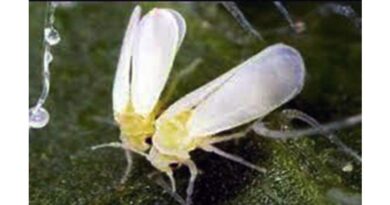 सोयाबीन में तना मक्खी, चक्र भृंग तथा पत्ती खाने वाली इल्लियों के एक साथ नियंत्रण