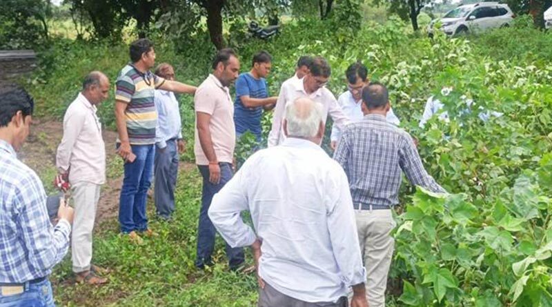 नागपुर के कृषि वैज्ञानिकों ने कपास में गुलाबी इल्ली के नियंत्रण के उपाय बतायें