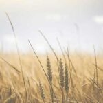 अधिक उपज देने वाली गेहूँ की किस्म HI 1620