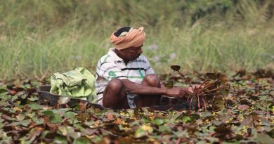 भारतीय किसान अब खुद से ग्लाइफोसेट का उपयोग नहीं कर सकते; भारत सरकार ने लगाया प्रतिबंध