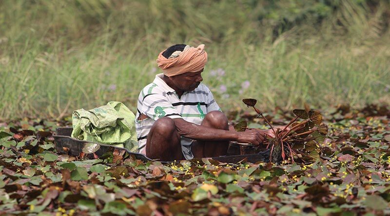 भारतीय किसान अब खुद से ग्लाइफोसेट का उपयोग नहीं कर सकते; भारत सरकार ने लगाया प्रतिबंध