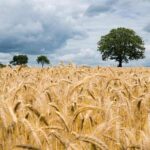 पंजाब, हरियाणा, उत्तर प्रदेश और राजस्थान के लिए अधिक उपज देने वाली गेहूं की 10 नई किस्में