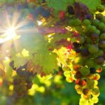 भारत इस साल चीन को अधिक मात्रा में अंगूर निर्यात करेगा