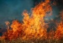 पंजाब में किसानों द्वारा पराली जलाने के 33 हजार से ज्यादा मामले