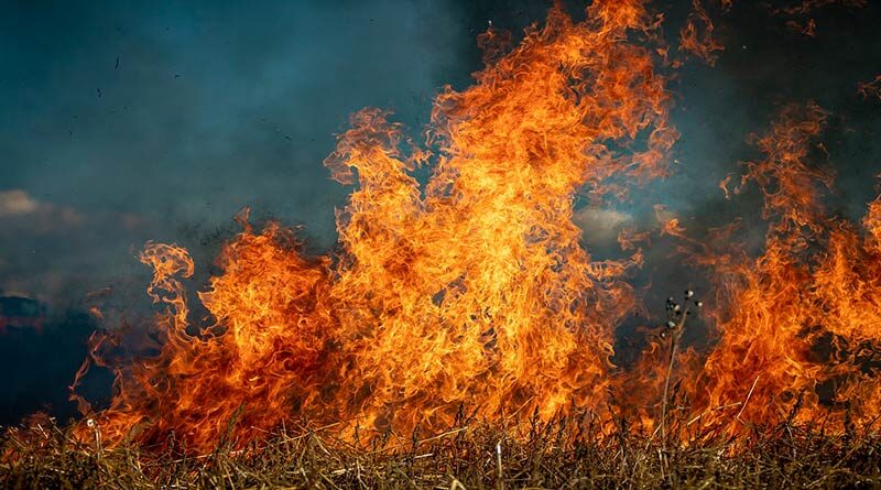 पंजाब में किसानों द्वारा पराली जलाने के 33 हजार से ज्यादा मामले