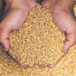 गरीब परिवारों के लिये वरदान साबित हो रही है प्रधानमंत्री गरीब कल्याण अन्न योजना