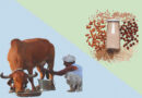 गाय के दूध और पौध आधारित दूध की हकीकत