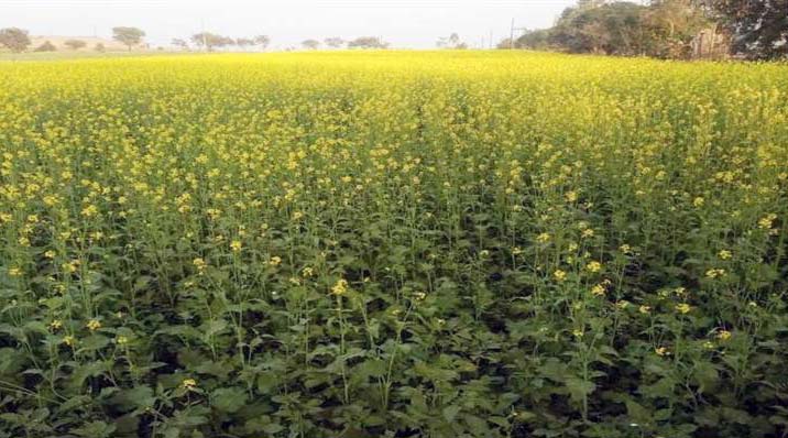 रतलाम जिले में लहलहाई सरसों की फसल
