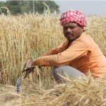 जानिए क्या है रबी फसलों के न्यूनतम समर्थन मूल्य में वृद्धि; गेहूं का MSP अब 2125 ₹ प्रति क्विंटल