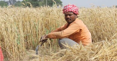 जानिए क्या है रबी फसलों के न्यूनतम समर्थन मूल्य में वृद्धि; गेहूं का MSP अब 2125 ₹ प्रति क्विंटल