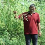 अनिल ने सुरजने की खेती से अब तक लिया 6 लाख का मुनाफा