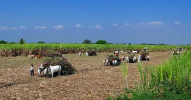 देश में घट रही कृषि भूमि