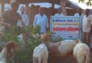 राजस्थान के सूखे क्षेत्रों में वैज्ञानिक तरीके से कैसे भेड़ पालें