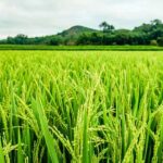 आज का धान (सामान्य) मंडी रेट (08 मई 2024 के अनुसार)