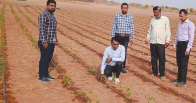 राजस्थान में टपक सिंचाई विधि से टमाटर की खेती