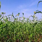 मध्यप्रदेश भूलेख पोर्टल 1 से 10 अप्रैल तक बंद रहेगा