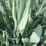 गेहूं में इल्ली के प्रकोप से किसान चिंतित, कर रहे कीटनाशकों का छिड़काव