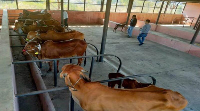 मंदसौर जिले में गिर गाय का पहला प्रोजेक्ट शुरू