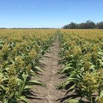 ज्वार में तना छेदक कीट (स्टेम बोरर) का नियंत्रण