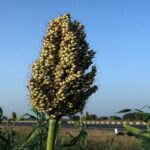 ज्वार में शूट फ्लाई कीट (ताना मक्खी) का नियंत्रण