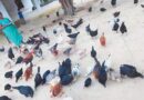 छत्तीसगढ़ की अनिता मुर्गी पालन से प्रतिमाह कमा रही 10 से 15 हजार रुपए