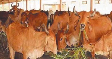 भारतीय उन्नत नस्ल की दुधारू गायों हेतु राज्य स्तरीय पुरस्कार वितरण कल