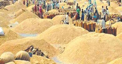 रीवा जिले में अब तक 231033 टन धान का उपार्जन