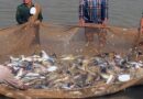 मछली पालन: आर्थिक विकास की धुरी