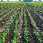 सोयाबीन की फसल में रायजोक्टोनिया एरिअल ब्लाइट फूफंदजनित रोग का कैसे करें नियंत्रण