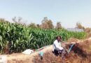 छत्तीसगढ़ में सीताराम को मिल रही सौर ऊर्जा से मछली पालन एवं सब्जी की खेती में सुविधा