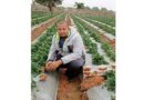 आधुनिक तकनीक से रीवा जिले मे स्ट्रॉबेरी की खेती - डॉ. राजेश