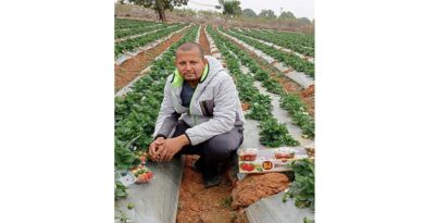 आधुनिक तकनीक से रीवा जिले मे स्ट्रॉबेरी की खेती - डॉ. राजेश